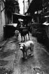 Alley Dogs by Iain Masterton